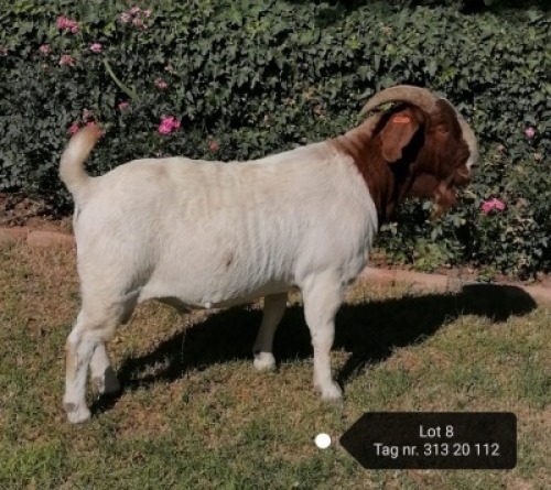 1X FLOCK BOER GOAT BUCK VAATJIE & LOUIS NELL BOERBOKKE