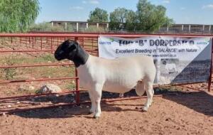 1X DORPER RAM STOET/STUD