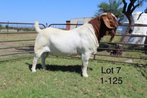 1X STUD BOER GOAT BUCK SAKKIE & NICKY NELL BOERBOKKE