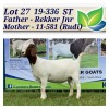 1X BOERBOK OOI/EWE STOET/STUD