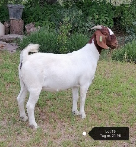 1X STUD BOER GOAT DOE VAATJIE & LOUIS NELL BOERBOKKE
