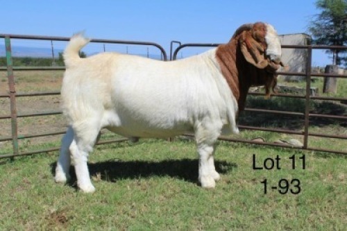 1X STUD BOER GOAT BUCK SAKKIE & NICKY NELL BOERBOKKE