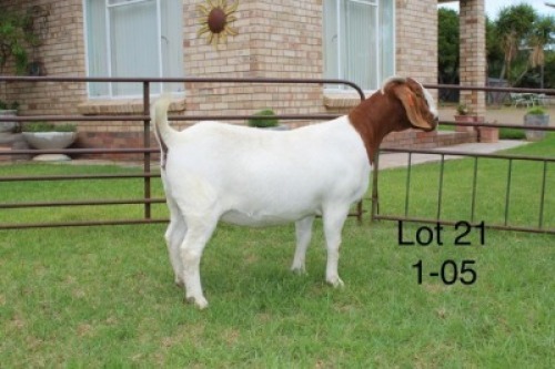 1X STUD BOER GOAT DOE SAKKIE & NICKY NELL BOERBOKKE