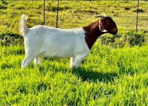 1X FLOCK BOER GOAT DOE GRONDEGOED BOERBOKSTOET