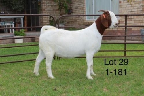 1X STUD BOER GOAT DOE SAKKIE & NICKY NELL BOERBOKKE