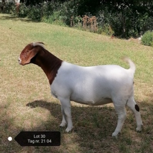 WITHDRAWN - 1X FLOCK BOER GOAT DOE VAATJIE & LOUIS NELL BOERBOKKE