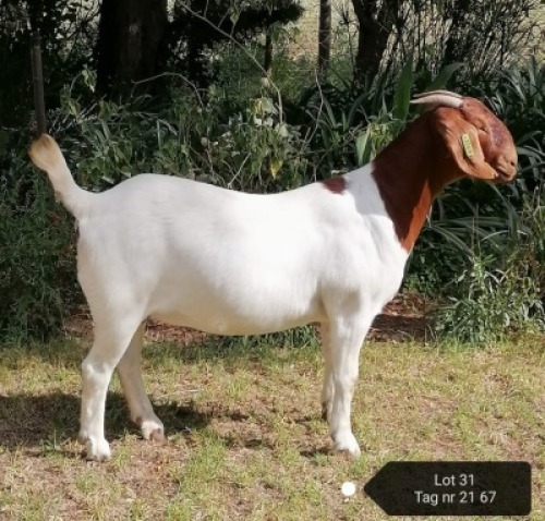 1X STUD BOER GOAT DOE VAATJIE & LOUIS NELL BOERBOKKE
