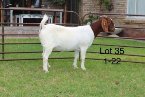 1X STUD BOER GOAT DOE SAKKIE & NICKY NELL BOERBOKKE