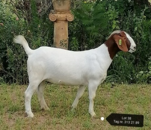 1X STUD BOER GOAT DOE VAATJIE & LOUIS NELL BOERBOKKE