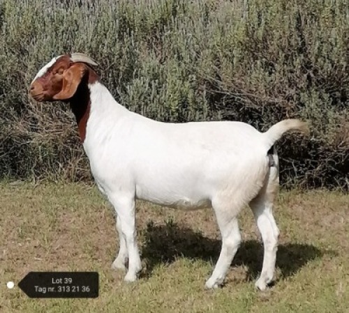 1X STUD BOER GOAT DOE VAATJIE & LOUIS NELL BOERBOKKE