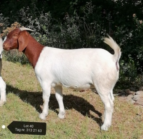 1X STUD BOER GOAT DOE VAATJIE & LOUIS NELL BOERBOKKE