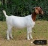 1X STUD BOER GOAT DOE VAATJIE & LOUIS NELL BOERBOKKE