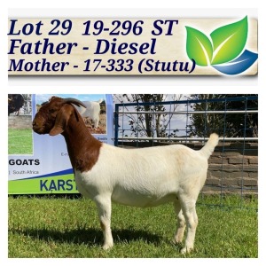 1X BOERBOK OOI/EWE STOET/STUD