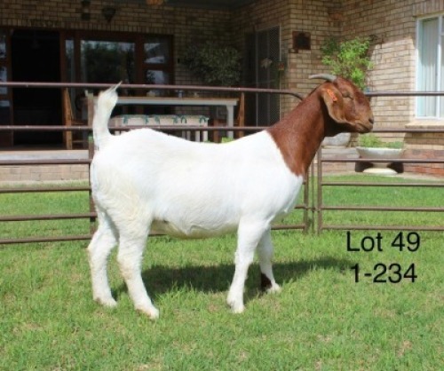 1X FLOCK BOER GOAT DOE SAKKIE & NICKY NELL BOERBOKKE