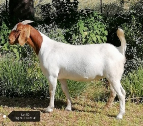 1X FLOCK BOER GOAT DOE VAATJIE & LOUIS NELL BOERBOKKE