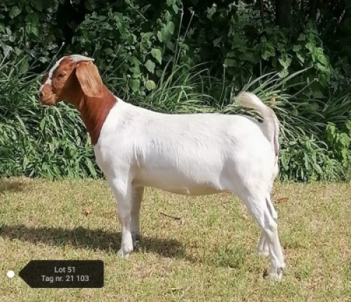 1X FLOCK BOER GOAT DOE VAATJIE & LOUIS NELL BOERBOKKE
