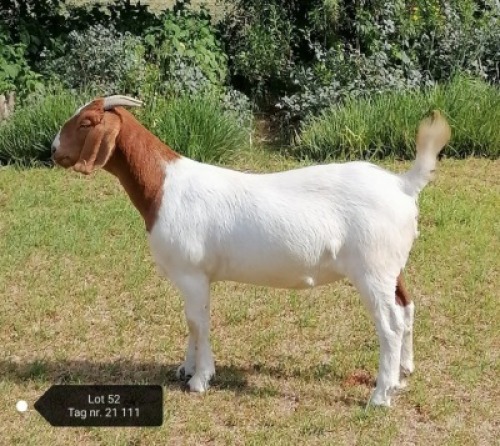 1X FLOCK BOER GOAT DOE VAATJIE & LOUIS NELL BOERBOKKE