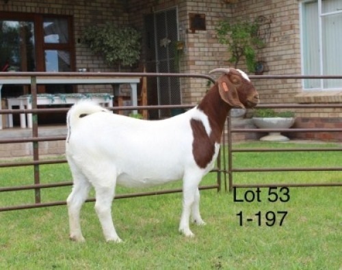 1X STUD BOER GOAT DOE SAKKIE & NICKY NELL BOERBOKKE
