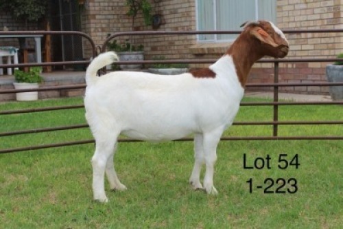 1X STUD BOER GOAT DOE SAKKIE & NICKY NELL BOERBOKKE
