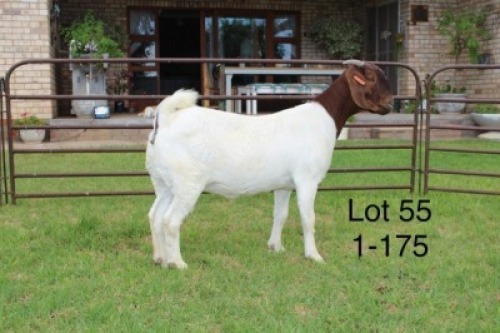 1X STUD BOER GOAT DOE SAKKIE & NICKY NELL BOERBOKKE