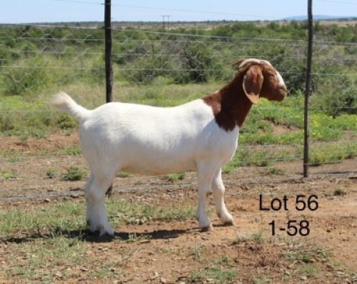 1X STUD BOER GOAT DOE SAKKIE & NICKY NELL BOERBOKKE