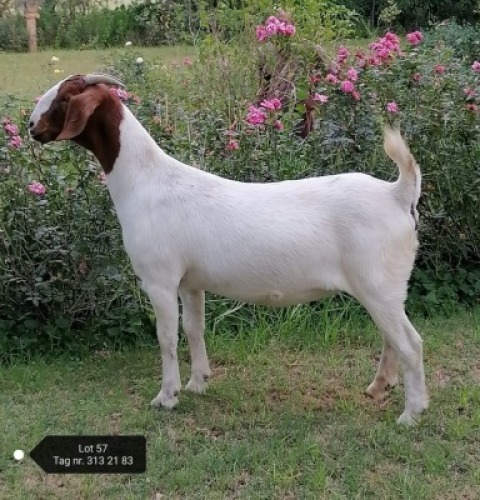 1X FLOCK BOER GOAT DOE VAATJIE & LOUIS NELL BOERBOKKE