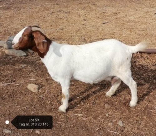 1X STUD BOER GOAT DOE VAATJIE & LOUIS NELL BOERBOKKE