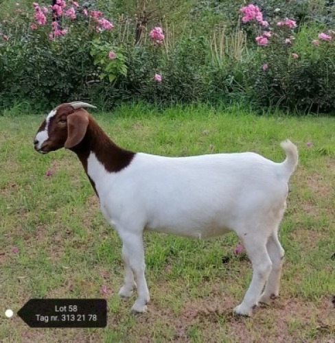 1X STUD BOER GOAT DOE VAATJIE & LOUIS NELL BOERBOKKE