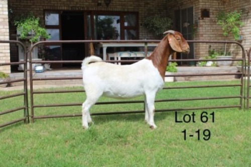 1X STUD BOER GOAT DOE SAKKIE & NICKY NELL BOERBOKKE