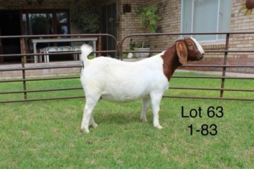 1X STUD BOER GOAT DOE SAKKIE & NICKY NELL BOERBOKKE