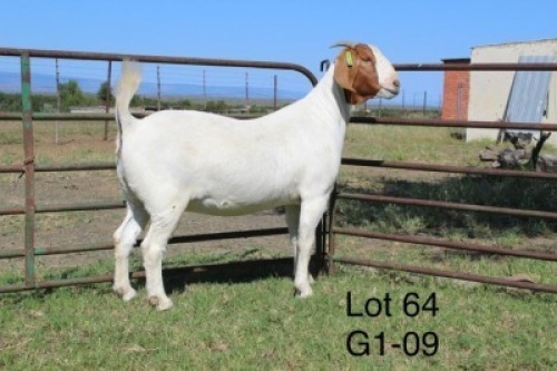 1X STUD BOER GOAT DOE SAKKIE & NICKY NELL BOERBOKKE