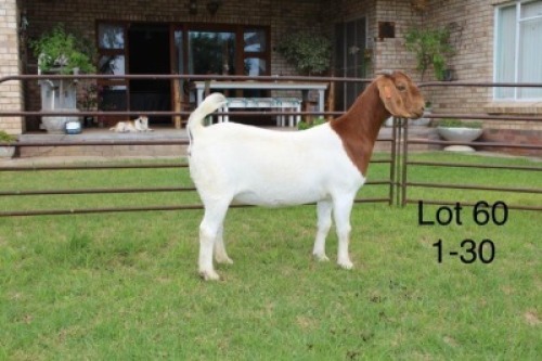 1X STUD BOER GOAT DOE SAKKIE & NICKY NELL BOERBOKKE