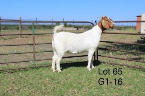 1X FLOCK BOER GOAT DOE SAKKIE & NICKY NELL BOERBOKKE