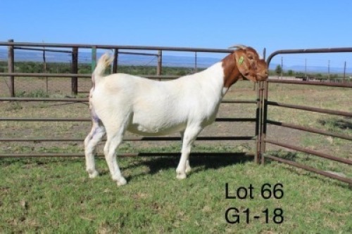 1X STUD BOER GOAT DOE SAKKIE & NICKY NELL BOERBOKKE