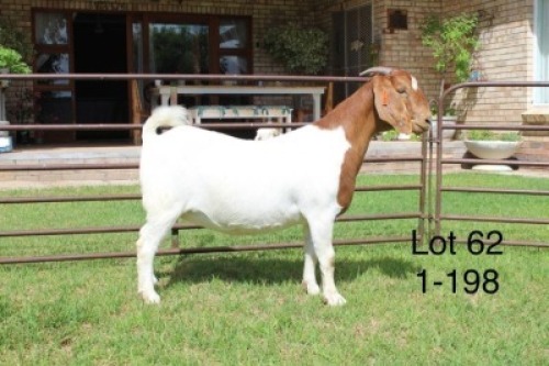 1X STUD BOER GOAT DOE SAKKIE & NICKY NELL BOERBOKKE