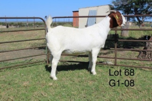 1X FLOCK BOER GOAT DOE SAKKIE & NICKY NELL BOERBOKKE