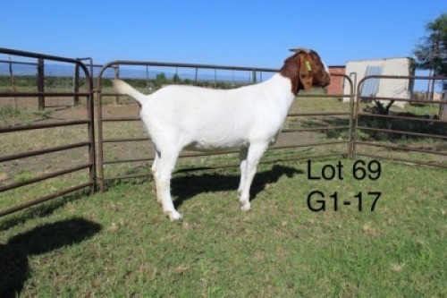1X FLOCK BOER GOAT DOE SAKKIE & NICKY NELL BOERBOKKE