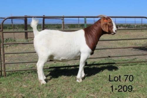 1X STUD BOER GOAT DOE SAKKIE & NICKY NELL BOERBOKKE