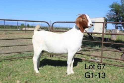 1X STUD BOER GOAT DOE SAKKIE & NICKY NELL BOERBOKKE