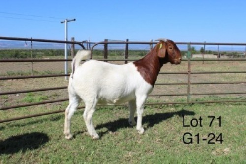 1X STUD BOER GOAT DOE SAKKIE & NICKY NELL BOERBOKKE