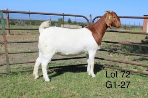 1X STUD BOER GOAT DOE SAKKIE & NICKY NELL BOERBOKKE
