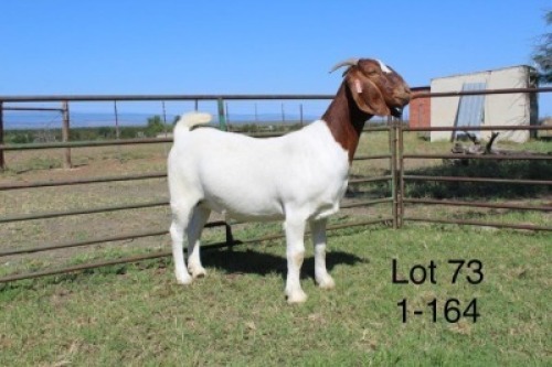 1X STUD BOER GOAT DOE SAKKIE & NICKY NELL BOERBOKKE