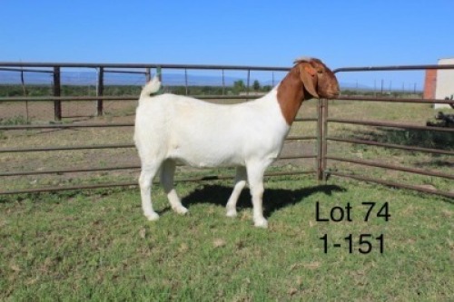 1X STUD BOER GOAT DOE SAKKIE & NICKY NELL BOERBOKKE