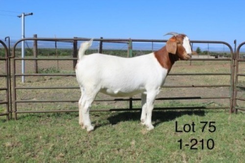 1X STUD BOER GOAT DOE SAKKIE & NICKY NELL BOERBOKKE