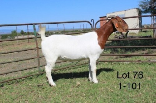 1X FLOCK BOER GOAT DOE SAKKIE & NICKY NELL BOERBOKKE