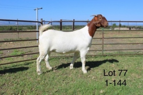 1X FLOCK BOER GOAT DOE SAKKIE & NICKY NELL BOERBOKKE