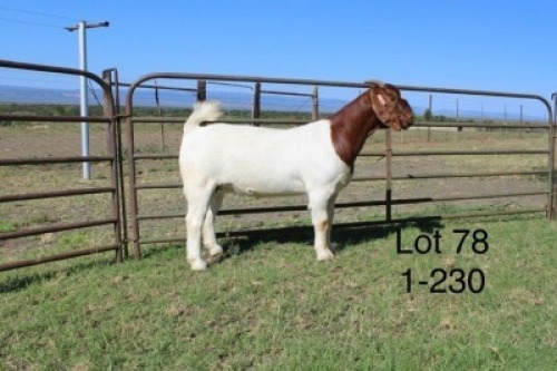 1X STUD BOER GOAT DOE SAKKIE & NICKY NELL BOERBOKKE