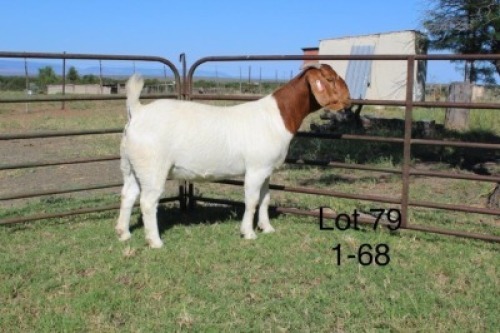 1X STUD BOER GOAT DOE SAKKIE & NICKY NELL BOERBOKKE
