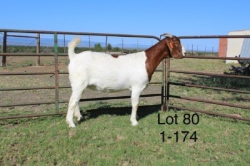 1X FLOCK BOER GOAT DOE SAKKIE & NICKY NELL BOERBOKKE