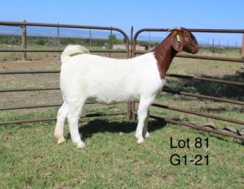 1X STUD BOER GOAT DOE SAKKIE & NICKY NELL BOERBOKKE